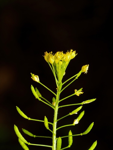 Western tansymustard (Descurainia pinnata)