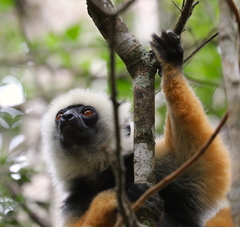 Propithecus diadema