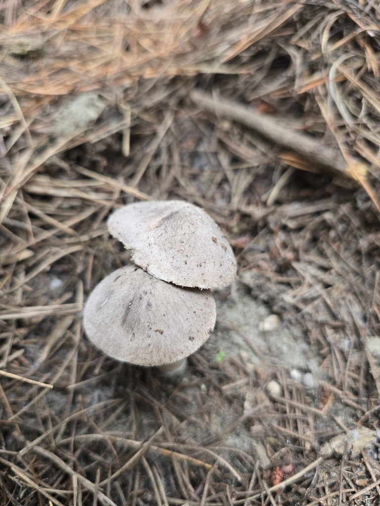 Tricholoma terreum · April 2025 · photo: © xmahliax (iNaturalist, cc-by-nc)