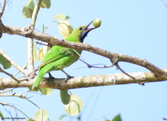 Chloropsis aurifrons