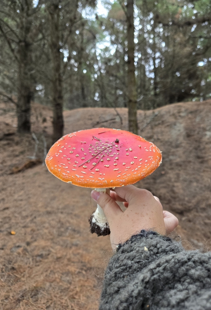 Amanita muscaria · April 2025 · photo: © xmahliax (iNaturalist, cc-by-nc)
