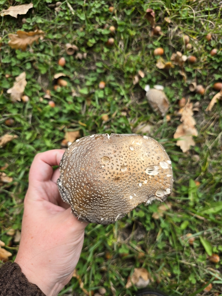 Amanita excelsa spissa · April 2025 · photo: © xmahliax (iNaturalist, cc-by-nc)