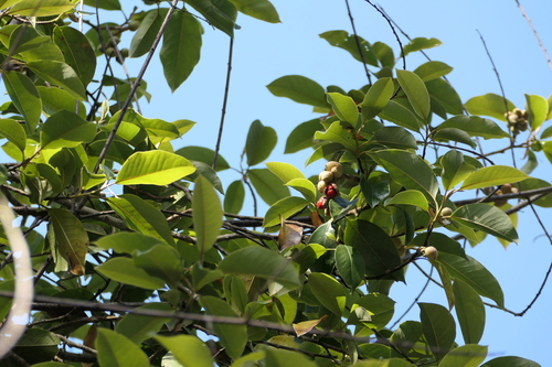 Magnolia nilagirica observed 2025-03-19