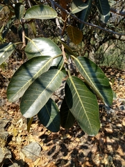 Ficus trigonata