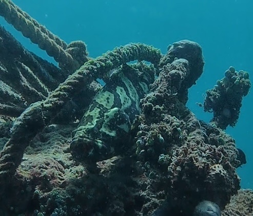 Flowery Rockcod × Giant Grouper — seen at this dive site