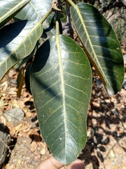 Ficus trigonata