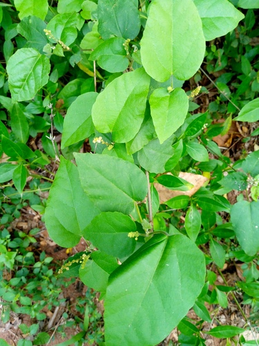 Mallotus oppositifolius observed 2025-04-01