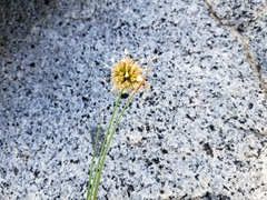 Cyperus lupulinus