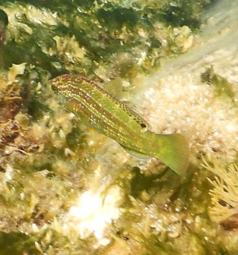 Green wrasse (Pictilabrus viridis) — Labridae — 4