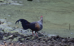 Gallus sonneratii