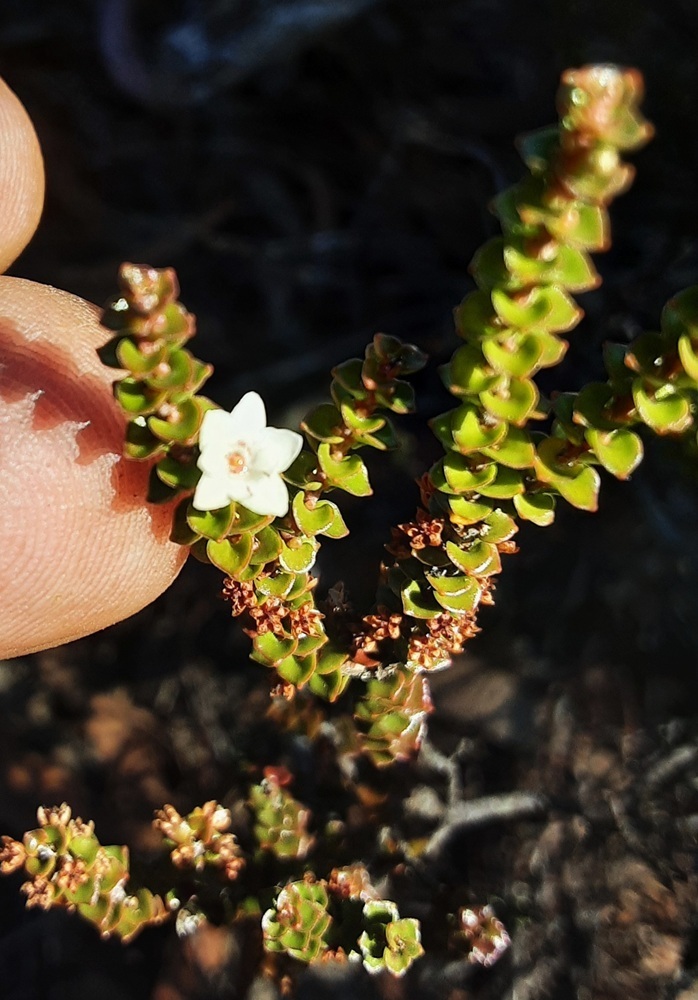 Epacris browniae