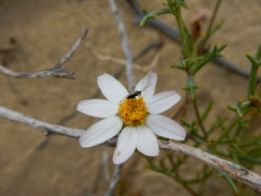 Nicolletia trifida