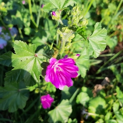 Malva sylvestris