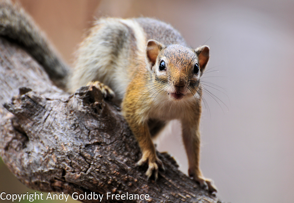 African Tree Squirrels