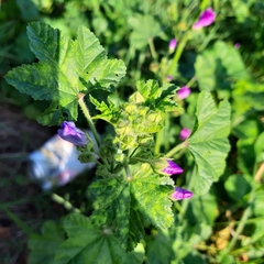 Malva sylvestris