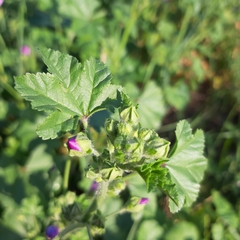Malva sylvestris