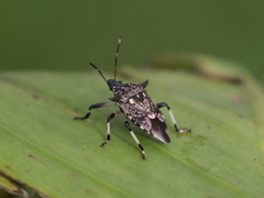 Eocanthecona furcellata