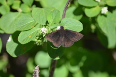 Ephyriades brunnea