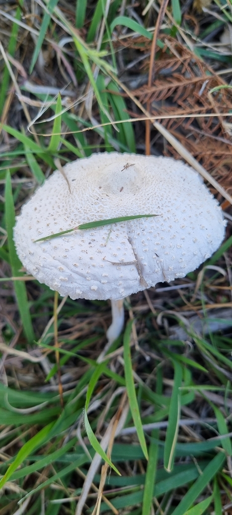 Macrolepiota dolichaula · April 2025 · photo: © burrowye (iNaturalist, cc0)