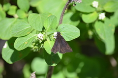 Ephyriades brunnea