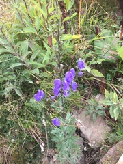 Aconitum plicatum