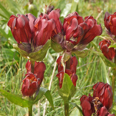Gentiana purpurea
