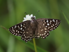 Caprona alida
