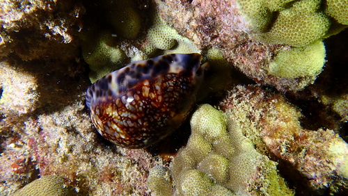Mauritia maculifera observed 2025-03-31