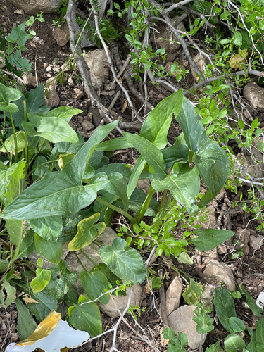 Arum hygrophilum, photograph 3