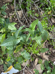 Arum hygrophilum, photograph (c) Jared Lincenberg, some rights reserved (CC BY)