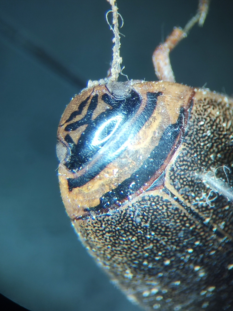 Spangled Diving Beetle