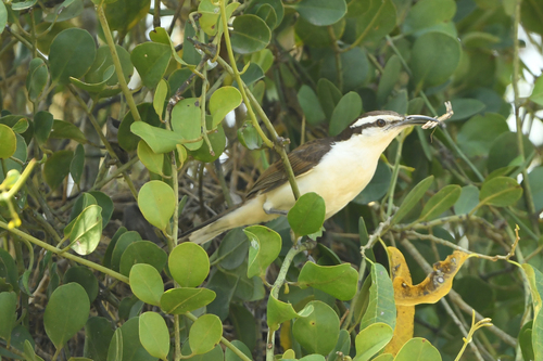 Bicolored Wren (Campylorhynchus griseus), photo 9