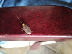 Oxyhaloa deusta