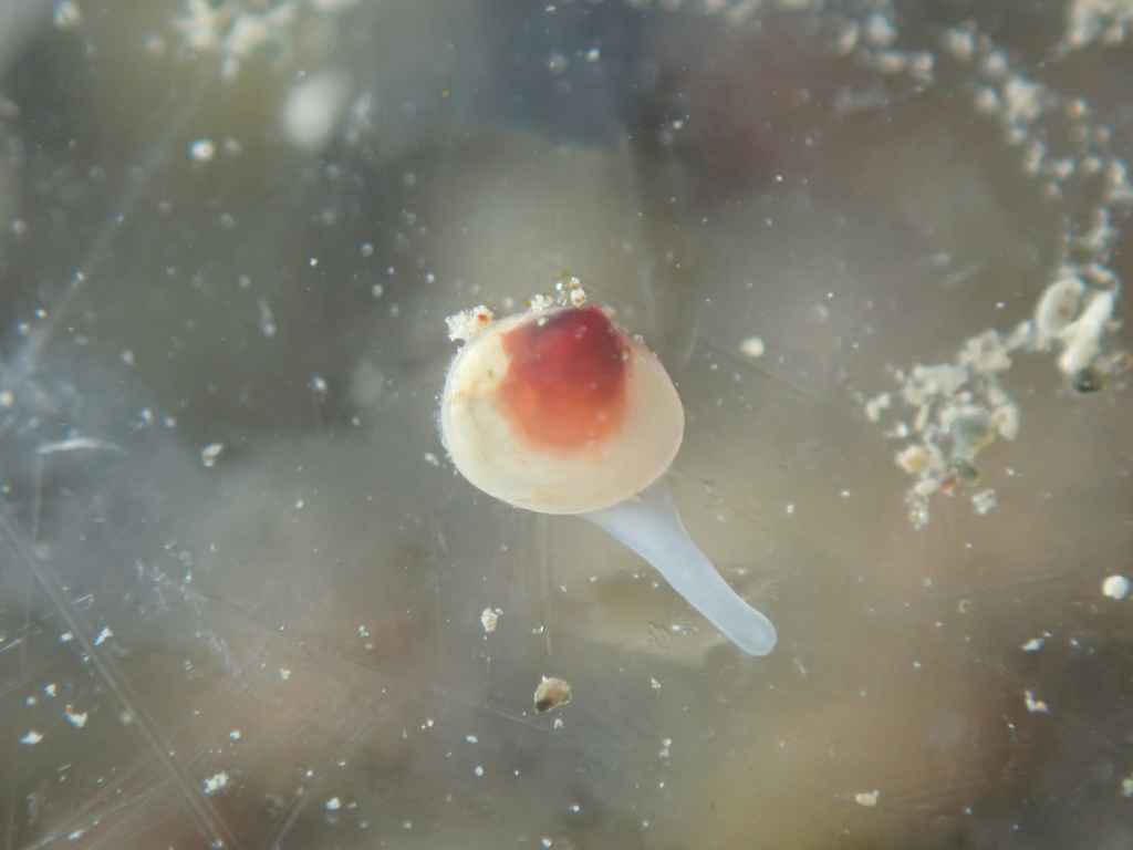 Neolepton antipodum