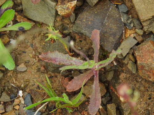 Image of Reichardia intermedia by (c) Duarte Frade, some rights reserved (CC BY)