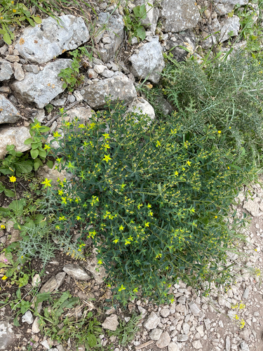 Euphorbia hierosolymitana, photograph 3