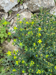 Euphorbia hierosolymitana, photograph (c) Jared Lincenberg, some rights reserved (CC BY)