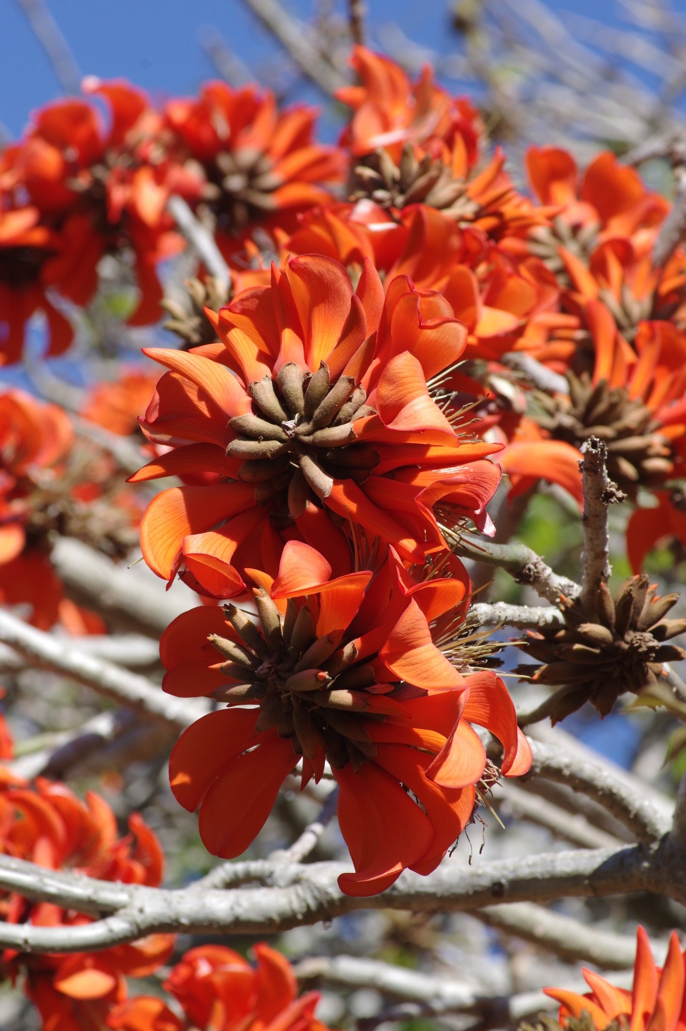 Erythrina afra