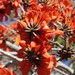 South African Coral Tree - Photo (c) Craig Peter, some rights reserved (CC BY-NC), uploaded by Craig Peter