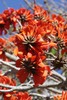 South African Coral Tree - Photo (c) Craig Peter, some rights reserved (CC BY-NC), uploaded by Craig Peter