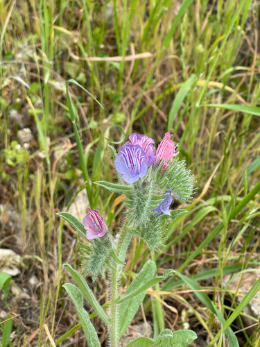 Judean Viper's-bugloss (Echium judaeum)