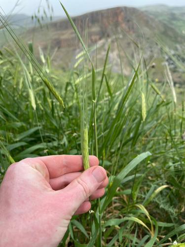 wild barley (Hordeum spontaneum)