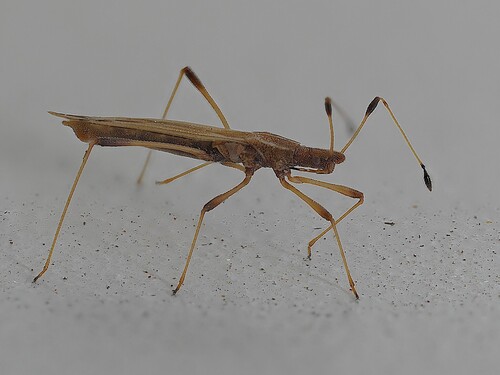 Berytinus minor