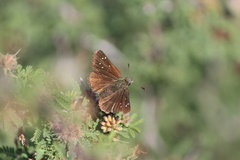 Piruna cyclosticta