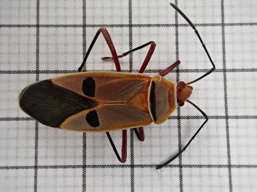 Dysdercus superstitiosus