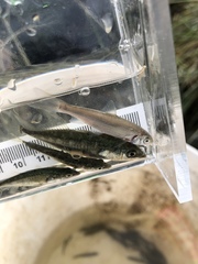 Mylocheilus caurinus