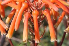 Aloe × schimperi