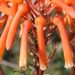 Aloe × schimperi - Photo (c) Nigel Forshaw, algunos derechos reservados (CC BY-NC), subido por Nigel Forshaw