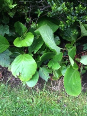 Bergenia