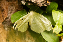 Campaea perlata